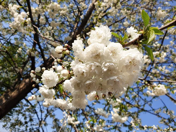 White wild cherry tree blossom. prunus shirotae mount fuji cherry.