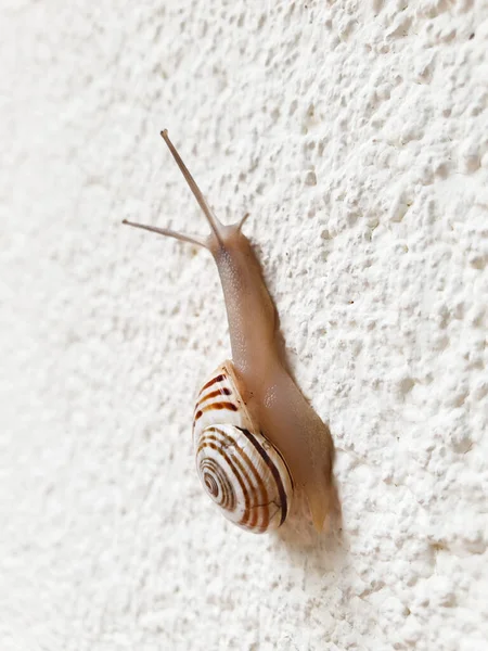 Caracol Escalando Pared Blanca — Foto de Stock