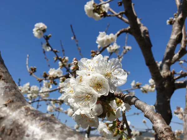 Цвітіння Абрикосового Дерева Цвітіння Абрикосового Дерева Білі Квіти Абрикосового Дерева — стокове фото
