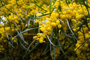 Mimoza ağacının çiçek açması (Acacia pycnantha, altın gerdan) baharda kapanıyor, parlak sarı çiçekler, Coojong, altın çelenk gerdanlığı, turuncu gerdanlık, mavi yapraklı gerdanlık, akasya salyası