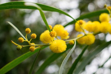 Mimoza ağacının çiçek açması (Acacia pycnantha, altın gerdan) baharda kapanıyor, parlak sarı çiçekler, Coojong, altın çelenk gerdanlığı, turuncu gerdanlık, mavi yapraklı gerdanlık, akasya salyası