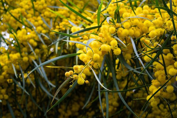 Весной зацветают миеловидное дерево (Acacia pycnantha, golden wattle), ярко-желтые цветки, куджонг, золотой венок wattle, оранжевый wattle, голубоватый wattle, акация saligna
