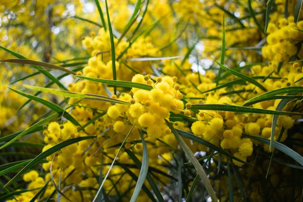 Floração Árvore Mimosa Acacia Pycnantha Acácia Dourada Fechar Primavera Flores — Fotografia de Stock