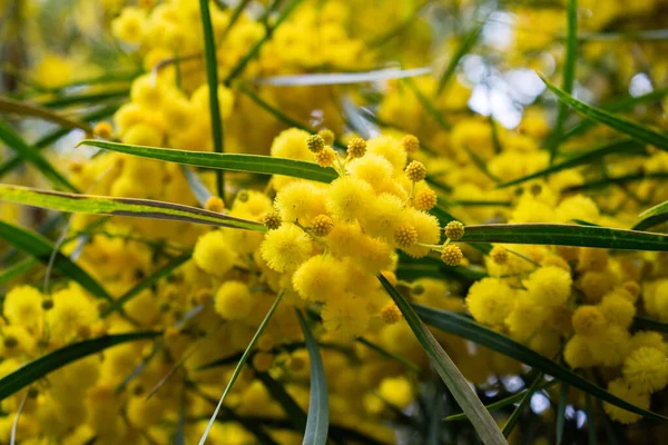봄에는 가까이 미모사 아카시아 피크난 황금빛와 노란색 황금색 화환들 오렌지와 — 스톡 사진