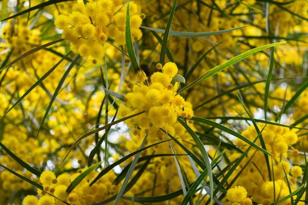 Цвітіння Дерева Мімози Acacia Pycnantha Золота Битва Крупним Планом Навесні — стокове фото