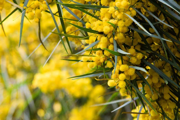 Цвітіння Дерева Мімози Acacia Pycnantha Золота Битва Крупним Планом Навесні — стокове фото