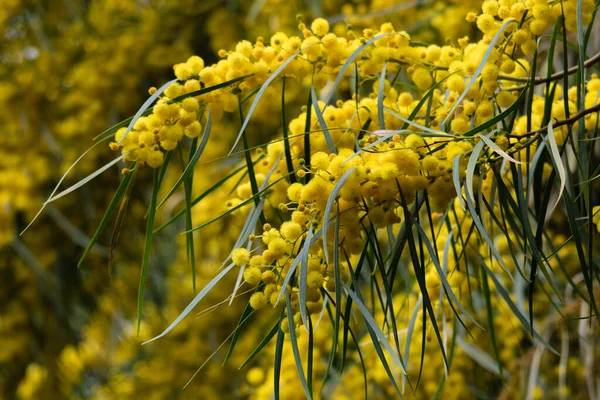 Floração Árvore Mimosa Acacia Pycnantha Acácia Dourada Fechar Primavera Flores — Fotografia de Stock