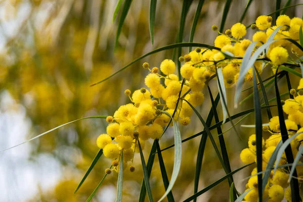 Fioritura Mimosa Acacia Pycnantha Golden Wattle Ravvicinata Primavera Fiori Giallo — Foto Stock