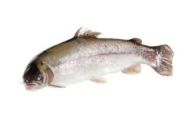 freshwater trout isolate on a white background closeup clipart