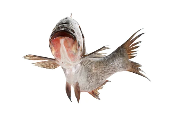Carpa di pesce argento isolato su bianco — Foto Stock