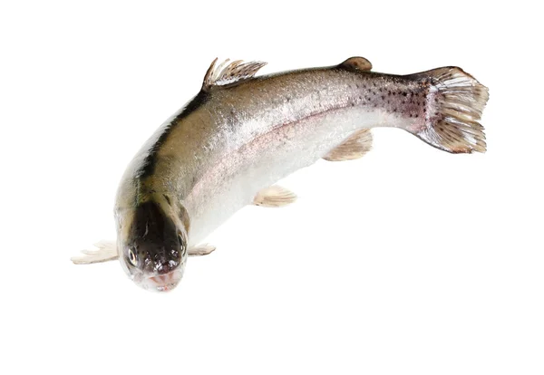 淡水的鳟鱼分离对白色背景特写 — 图库照片