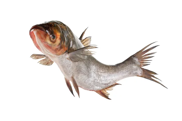 Carpe argentée de poisson isolée sur blanc — Photo