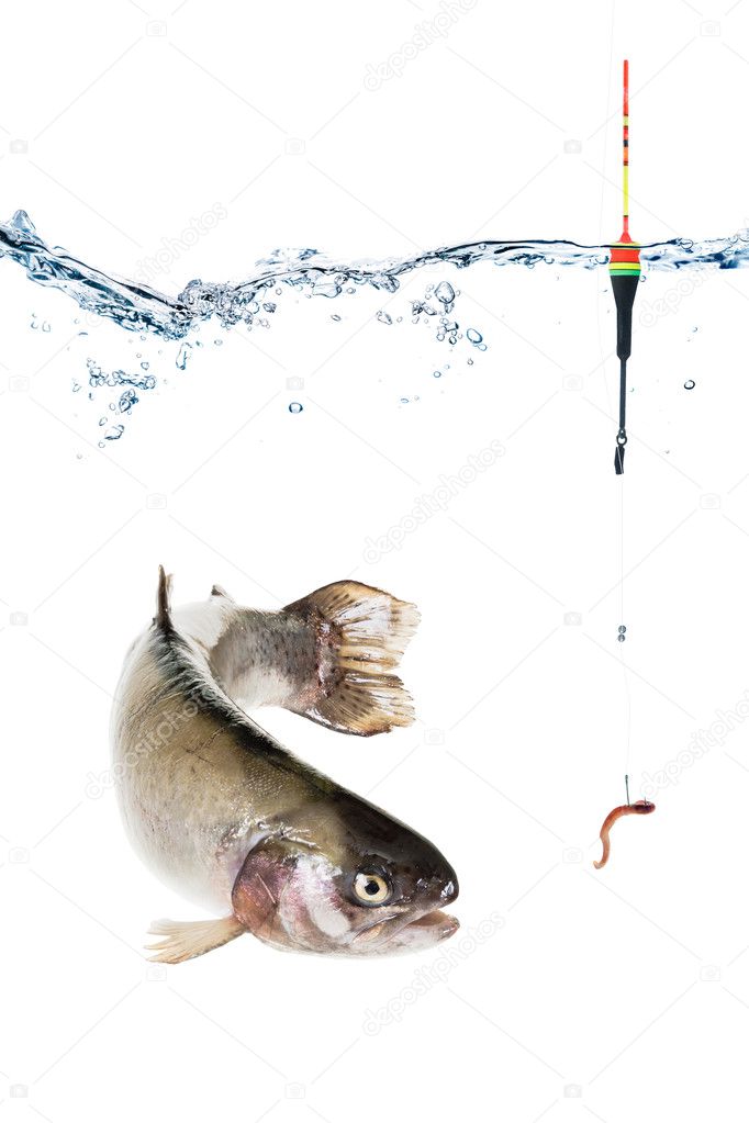 Fishing concept, hook with bait and float, fish isolated on white