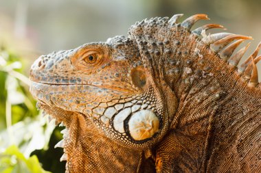 Kafa turuncu iguana yakın çekim