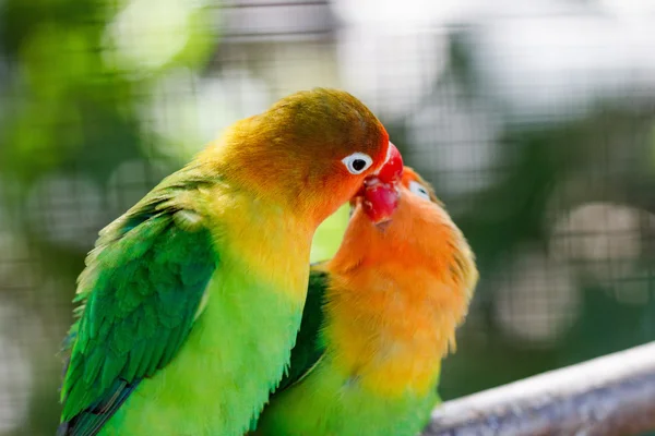 Papagaios pombinhos sentados juntos — Fotografia de Stock