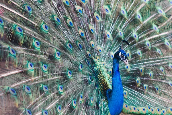 Peacock geopend staart — Stockfoto