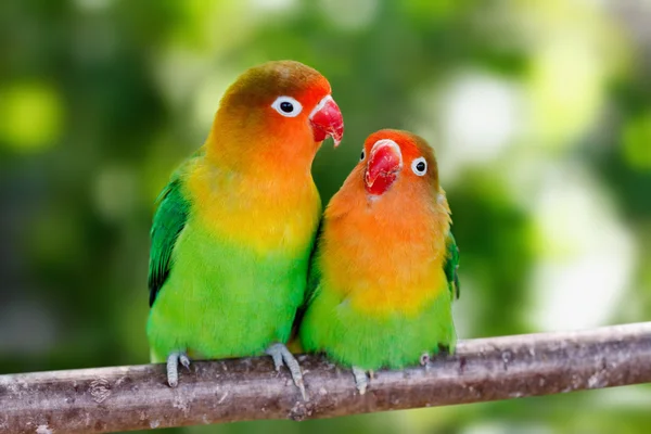 Papagaios pombinhos sentados juntos — Fotografia de Stock