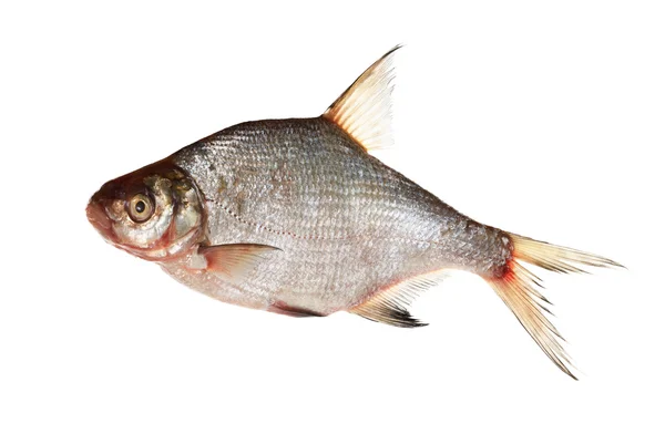 Bream isolated on white background — Stock Photo, Image