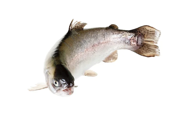 Freshwater trout isolate on a white background closeup — Stock Photo, Image