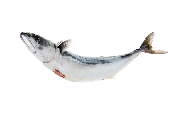 Fresh atlantic mackerel isolated on white — Stock Photo, Image