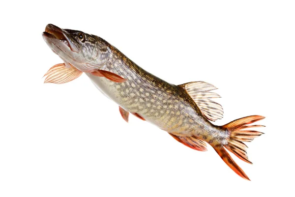 Pike fish on a white background — Stock Photo, Image