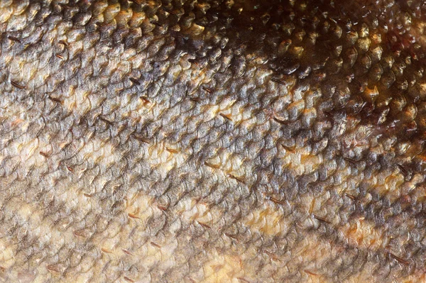 Hecht Fisch glänzende Schuppen Hintergrund Textur — Stockfoto