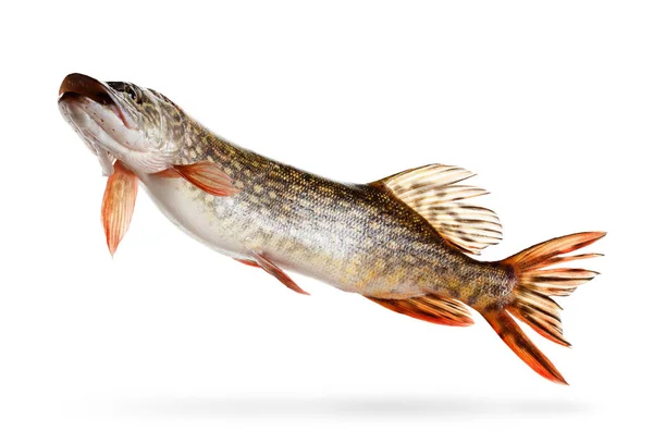 Snoek vis op een witte achtergrond — Stockfoto