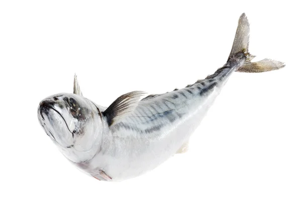 Świeży makrela Atlantycka na białym tle — Zdjęcie stockowe