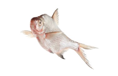 Beyaz arka plan üzerinde izole çipura