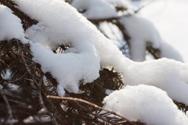 nieve en la rama de abeto