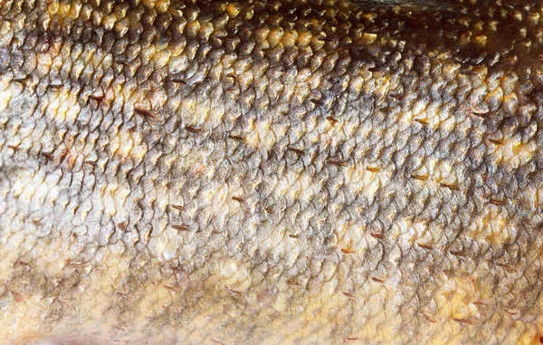 Щука чешуя макро изолированы на белом фоне . — стоковое фото