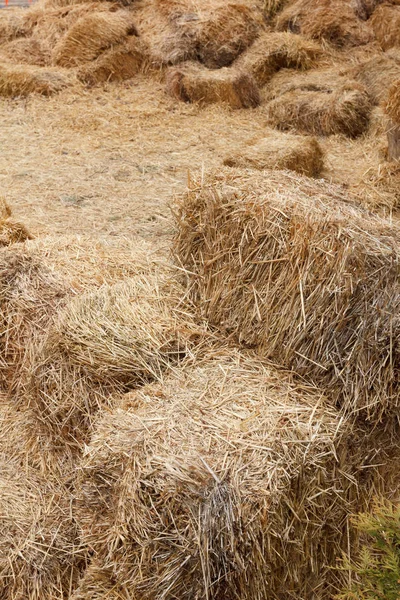 Bricks of fresh hay — Stock Photo, Image