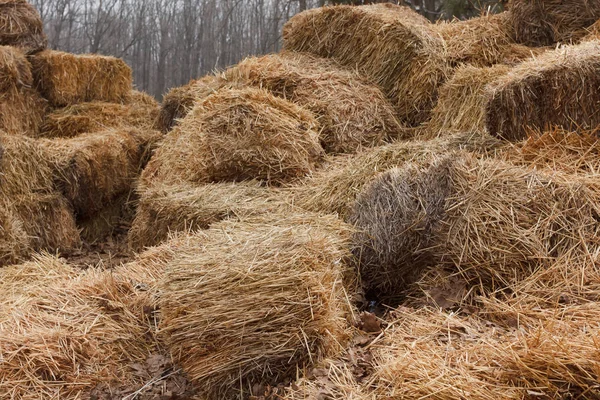 Bricks of fresh hay — Stock Photo, Image