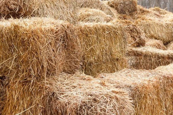 Bricks of fresh hay — Stock Photo, Image