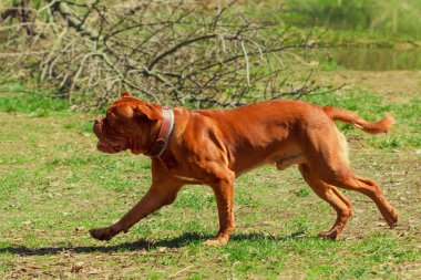 Kızıl saçlı köpek. Kırmızı Mastiff parkta koşmak