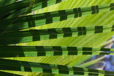 Yeşil palmiye yaprağı soyut resim.