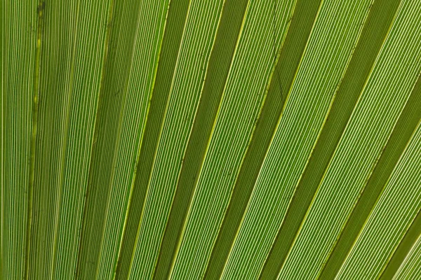 Абстрактне зображення зеленого пальмового листа . — стокове фото