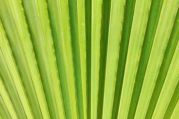 Абстрактне зображення зеленого пальмового листа . — стокове фото