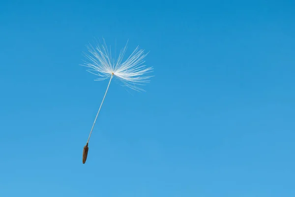 Primer plano del diente de león sobre fondo azul — Foto de Stock