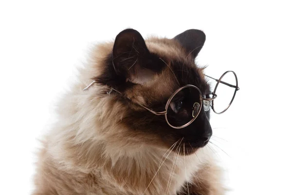 Симпатичный бизнес умный кот в очках, балийский на белом — стоковое фото