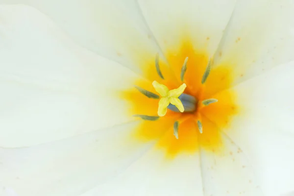 Nahaufnahme Foto von weißen Tulpen, abstrakten floralen Hintergrund, Blütenblätter der Blume, Frühling — Stockfoto