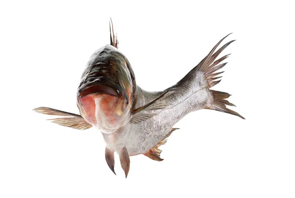 Ryby srebrny karpia na białym — Zdjęcie stockowe