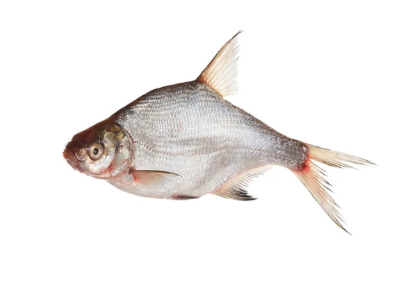 Bream isolado em branco — Fotografia de Stock