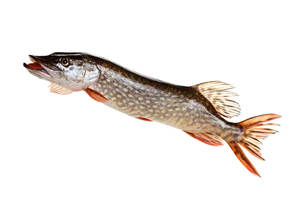Beyaz arka plan yakın çekim Pike balık — Stok fotoğraf