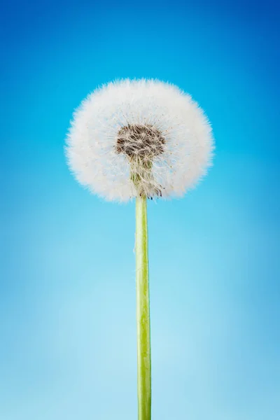 Dandelion close-up no céu azul — Fotografia de Stock