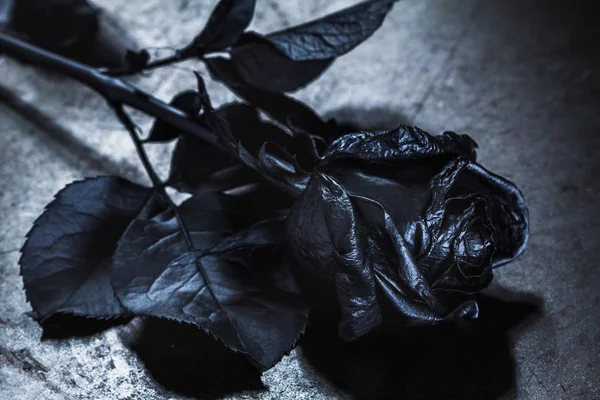 Rosa Negra. Conceito, símbolo de tristeza, melancolia e humor triste . — Fotografia de Stock