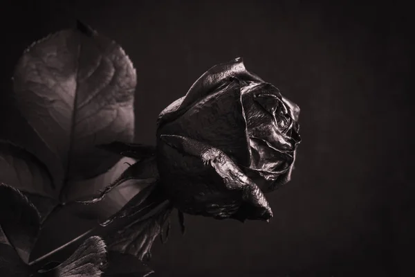 Rose Noire. Concept, symbole de chagrin, mélancolie et humeur triste . — Photo