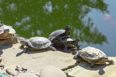 Kırmızı kulaklı kaymak kaplumbağa. Trachemys scripta elegans.
