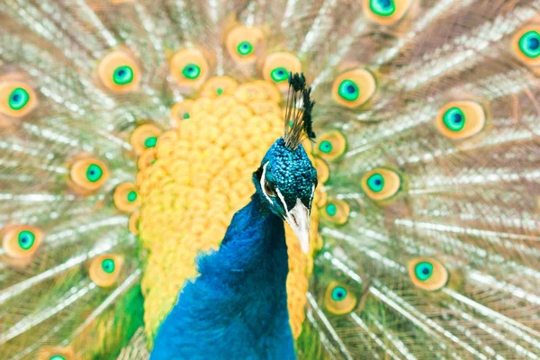 Portret van een prachtige pauw met veren uit — Stockfoto
