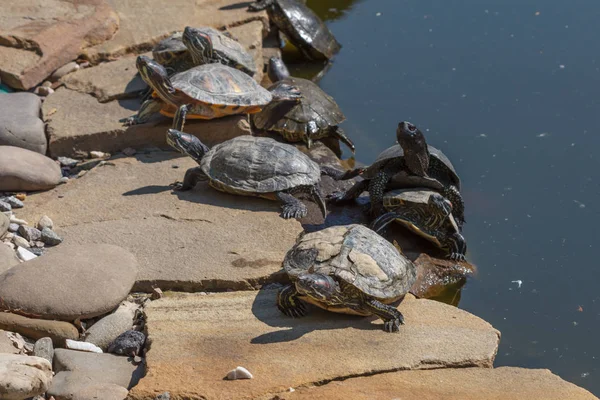 Rode Phayre schuifregelaar schildpad. Trachemys scripta elegans. — Stockfoto